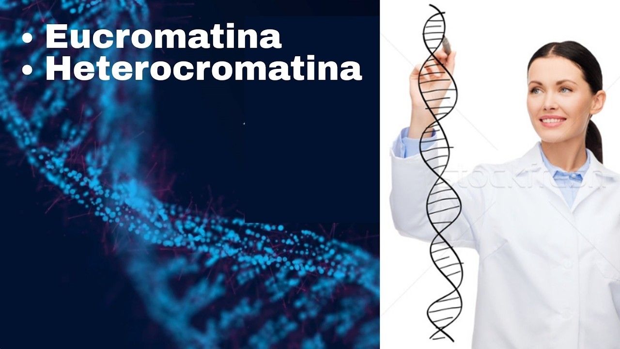 Variações anatômicas do DNA (Cromatina e Cromossomo) / (Eucromatina e ...