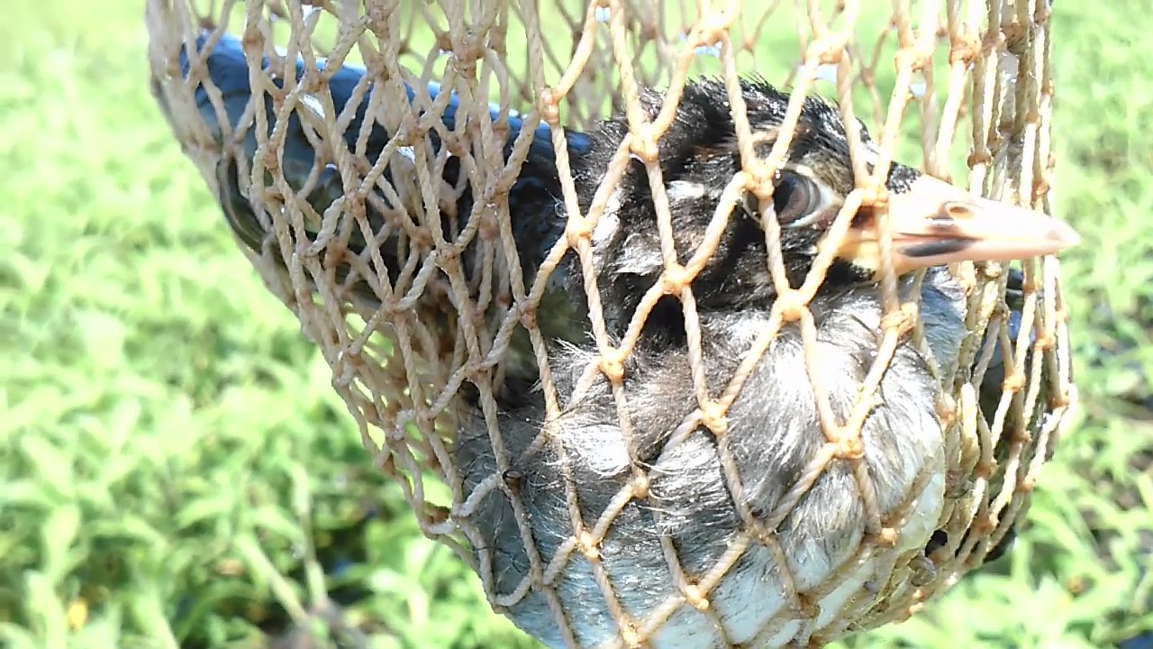 Amazing Fishing at Kondal Province - Cambodia Traditional Fishing - Khmer Net Fishing 2016