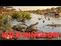 The Nile: Africa's Incredible Lifeline of Eternal Wild | #naturedocumentary  #rivernile #WildNile