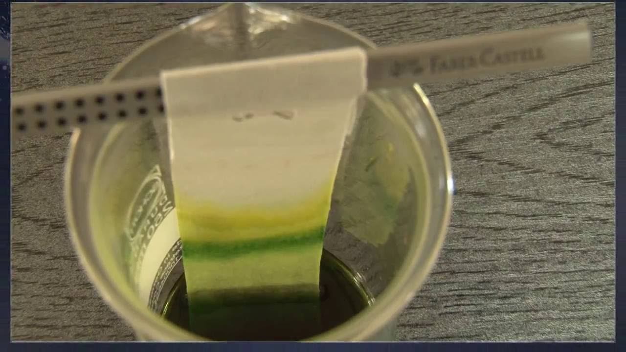 BIOLOGIA: Barwniki roślinne