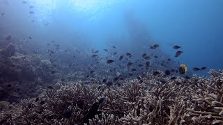 Diving Cenderawasih Bay