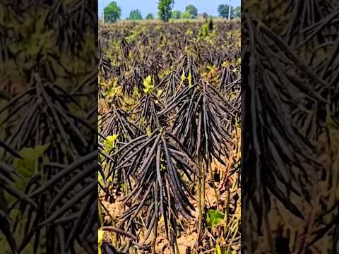 मूंग की खेती🌱मूंग में तीसरा स्प्रे कब और कौनसा करे moong ki kheti #shorts