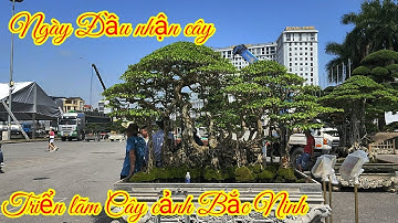 Không khí đón cây ngày đầu tại Triển lãm Cây cảnh Bắc ninh