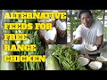 ALTERNATIVE FEEDS FOR FREE RANGE CHICKEN(NATIVE)