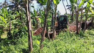 EXCAVATORS Knock Down COCONUT TREES