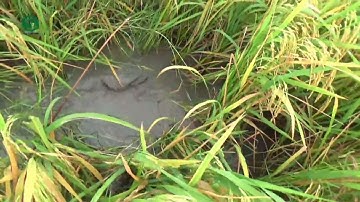 Cắm câu cá lóc mùa lúa chín, hiệu quả bất ngờ | Fishing | Sắc Màu VN