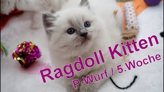 Ragdoll Kitten | unser P-Wurf in der fünften Woche | Aramintapaws Ragdolls by Aramintapaws Ragdolls 193 views 2 years ago 45 seconds