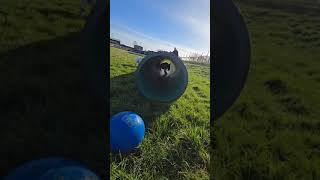 Only A Bull Terrier Stan