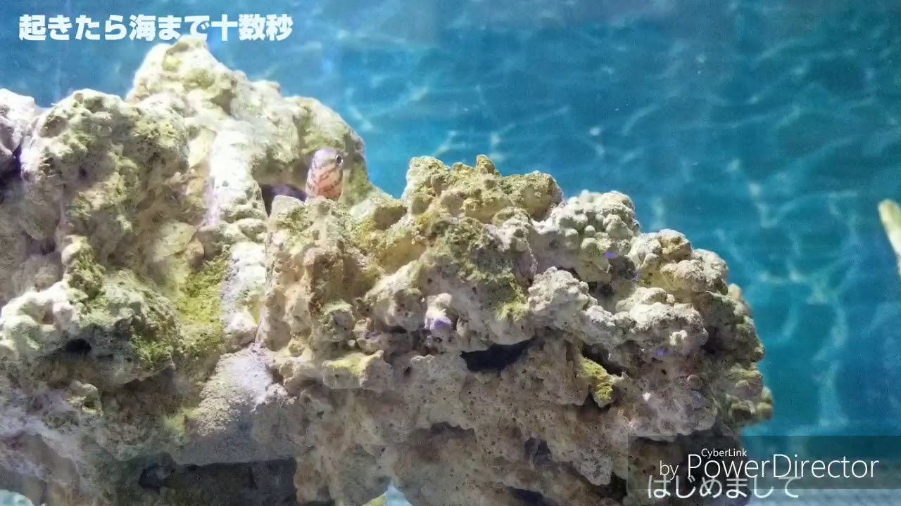プロフィール 起きたら海まで十数秒
