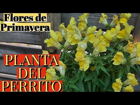 Video: Flor 