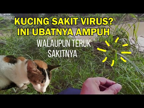 Buat ubat kucing sakit dan kena virus sendiri berkesan ampuh