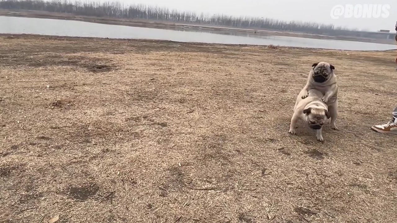 Pug Fighting Pug 🥺😂 - YouTube