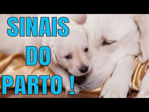 Vídeo: Como Saber Se Um Cão Está Em Trabalho De Parto