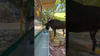 Solar powered drinking water system dedicated to Babli. She had kidney failure. We love you Babli.