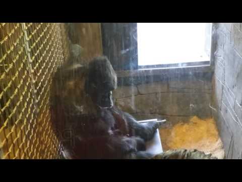 Monkey Plays With His Stick