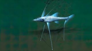 An amazing deep-sea creature - the tripod fish.