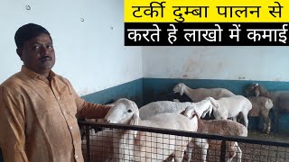 Turkey Dumba  PalanAnd Goat and sheep Farming india# तुर्की दुम्बा और बकरी पालन से कमाई लाखों में