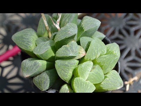 Vidéo: Haworthia Cooper: Caractéristiques, Caractéristiques De La Plantation Et Des Soins à Domicile