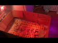 Как выводим перепелов Белый гигант