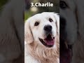 Top 5 Male Dog Names #shorts#Dogs