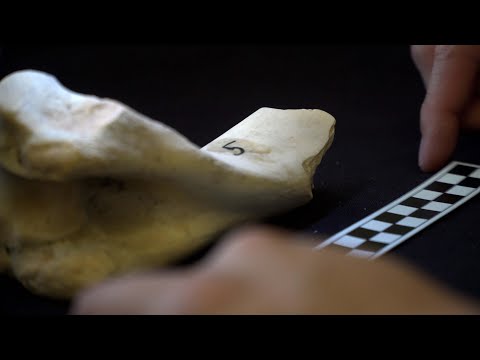 Studying bones to uncover the history of horses in the West