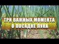 ПОСАДКА ЛУКА ИЗ РАССАДЫ. Зная три важных момента - будете всегда с большим урожаем!