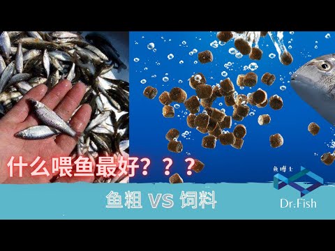 Video: Mengapa Ikan Herbivor Terutamanya Dibiakkan?