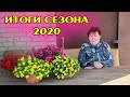 Ампельные петунии! Делаю выводы по сезону 2020!