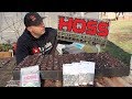 A Better Way to Start Seeds? HOSS TOOLS Seed Starting Kit