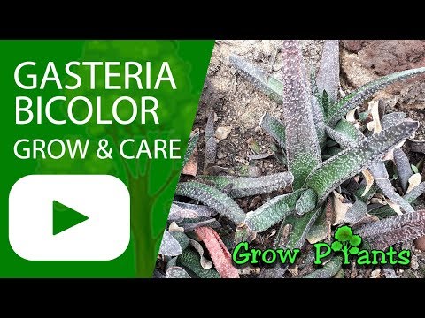 Gasteria bicolor - grow & care (can be indoor succulent)