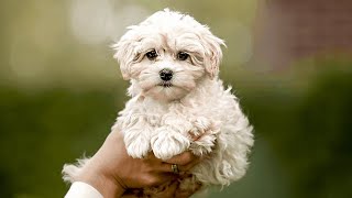 ADVANTAGES AND DISADVANTAGES OF HAVING A MALTIPOO