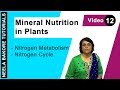 Mineral Nutrition in Plants - Nitrogen Metabolism - Nitrogen Cycle