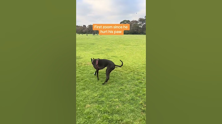 Such happy zooms 😍 #dog #greyhound #zooms #shorts #dogrunning
