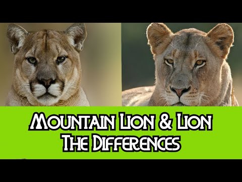 puma vs lion