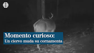 ¿Cuándo mudan los cuernos?