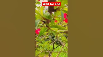 Thumbnail of Flower short #shorts #shortvideo #youtubshorts #shortsfeed