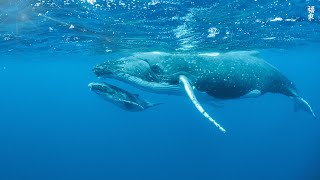[NEW] 3HR Stunning 4K Underwater footage -Rare & Colorful Sea Life Video - Relaxing Sleep Music #11