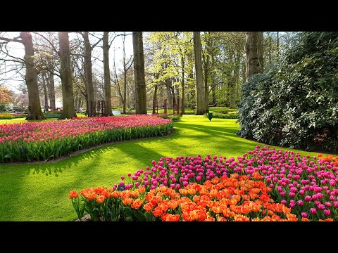 Video: Nizozemski Vrt Keukenhof Ima Sedem Milijonov Cvetov