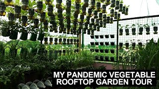 Tour Sa Aking Rooftop Garden I Vegetable Gardening