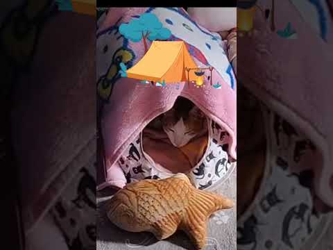 テントで休憩中です😸😸😸I'm resting in a tent　#shorts #short #shortvideo