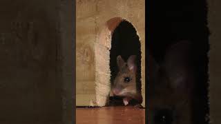 Mouse In The Jerry Hole
