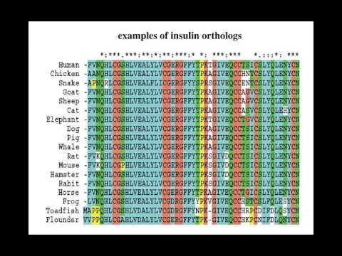 Orthologs