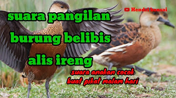 suara burung belibis alis hitam(pngilan anakan belibis alis ireng)