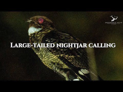 Large-tailed nightjar calling -Peninsular Malaysia