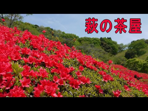 萩の茶屋のツツジ満開