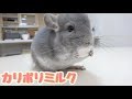 チンチラの赤ちゃんにミルク味のカリカリをあげて見た!