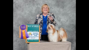Grooming A Havanese For Show