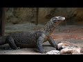 Komodo dragon eats a deer