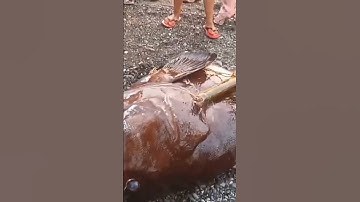 Caught a Monster Goliath Grouper 🎣 #viral #ytshorts