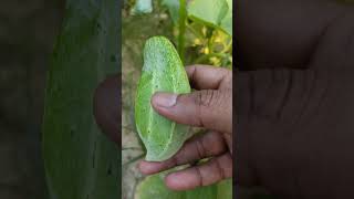 #gerdening #khera #shortvideo #viralvideo #up #india